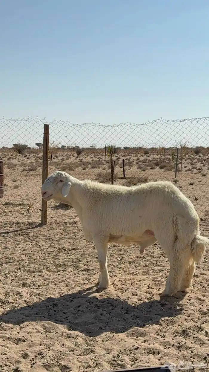 مشاريع فحول فاخره طليان من مراح كفو 2