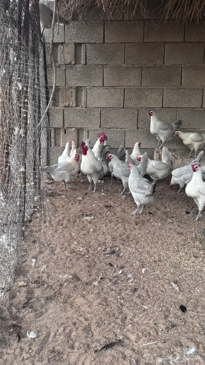 دجاج فيومي المنيوم وشبابي 2