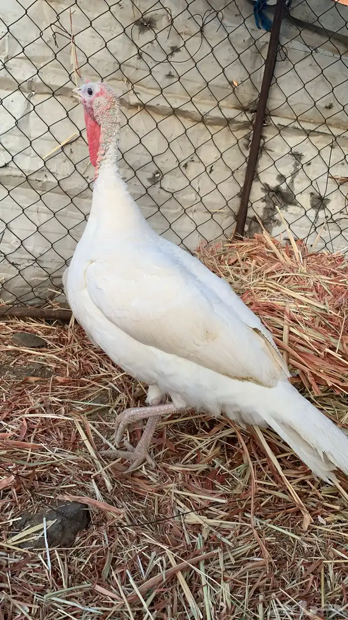 دجاجه رومي 3