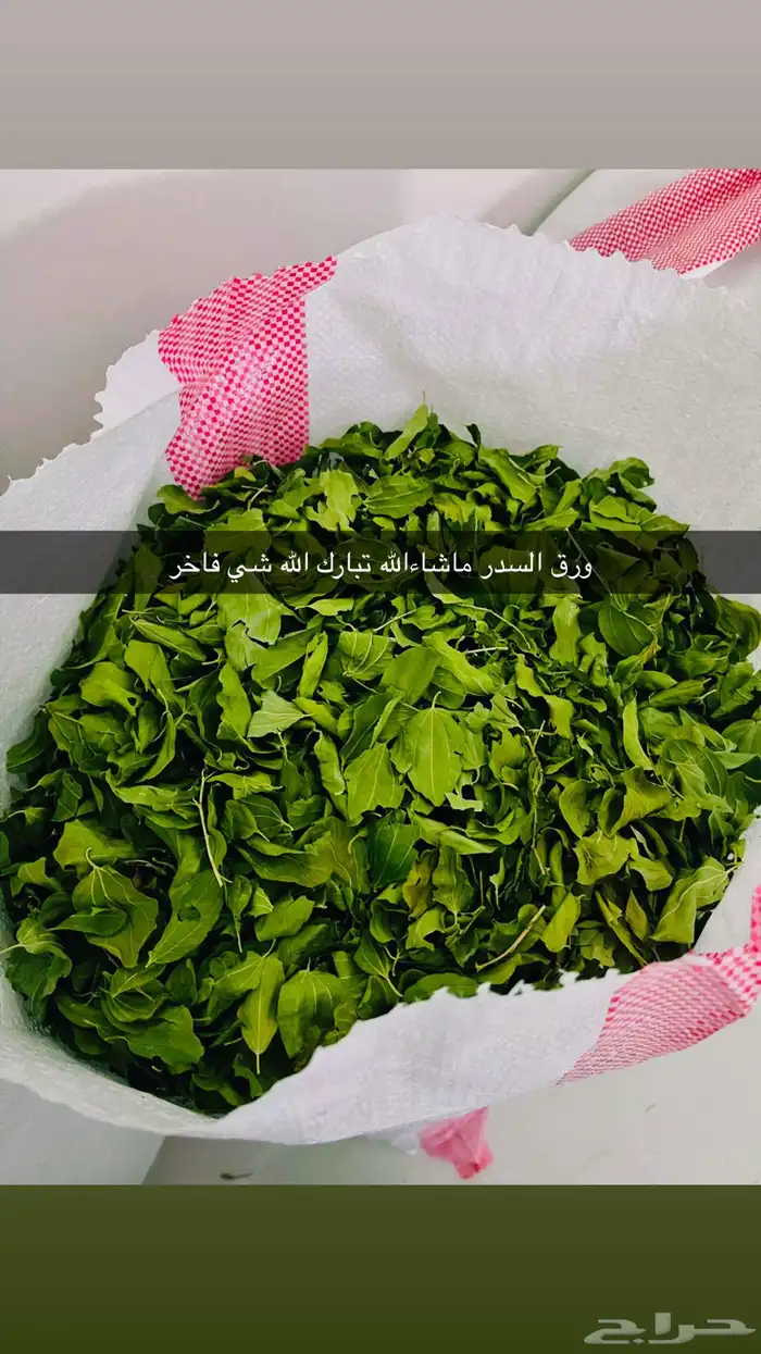 السدر البلدي انا بنفسي اقصه وجففه واطحنه شي ذمه ومانه 6