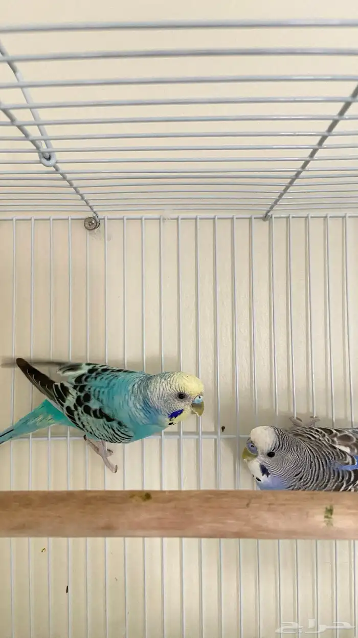 زوج طيور الحب البادجي قريب انتاج صحه ونظافه شرط 1