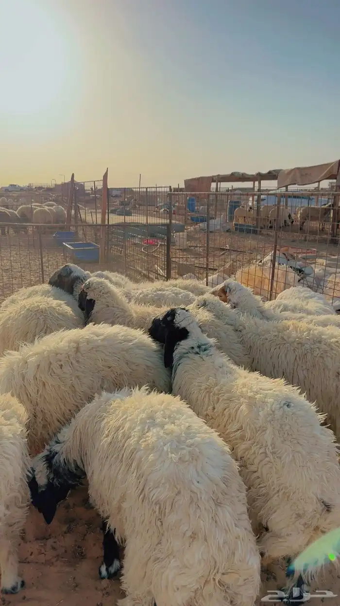 ذبائح نعيم حري هجين نجد ساكني تابي وتمارا( بريدة) 5