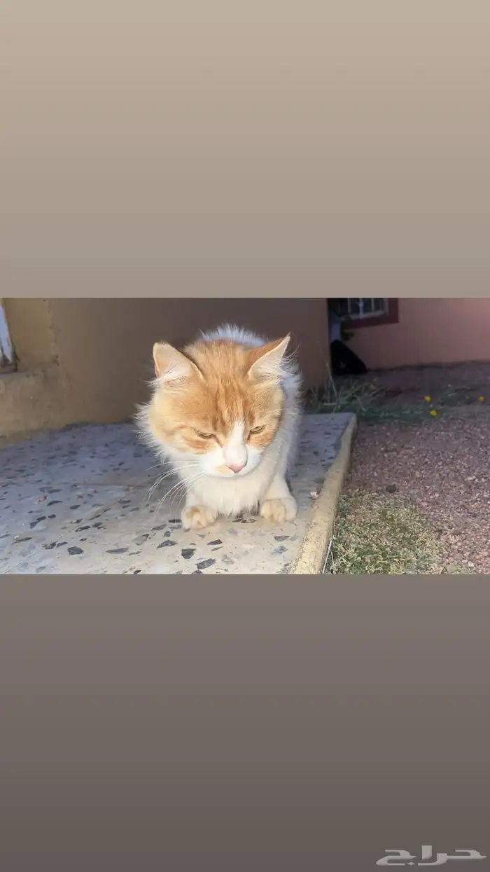 قطه للبيع ابها رقم التواصل 2