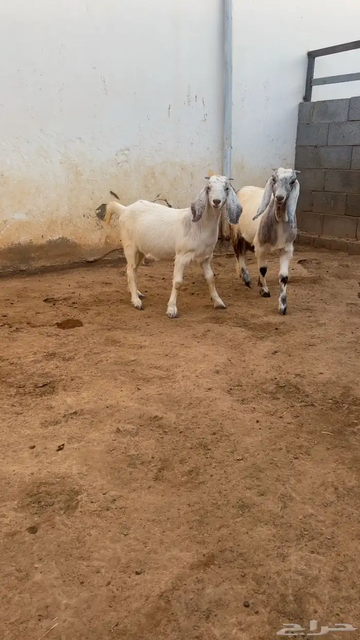 جفار ضرايب منوة للقاني 2