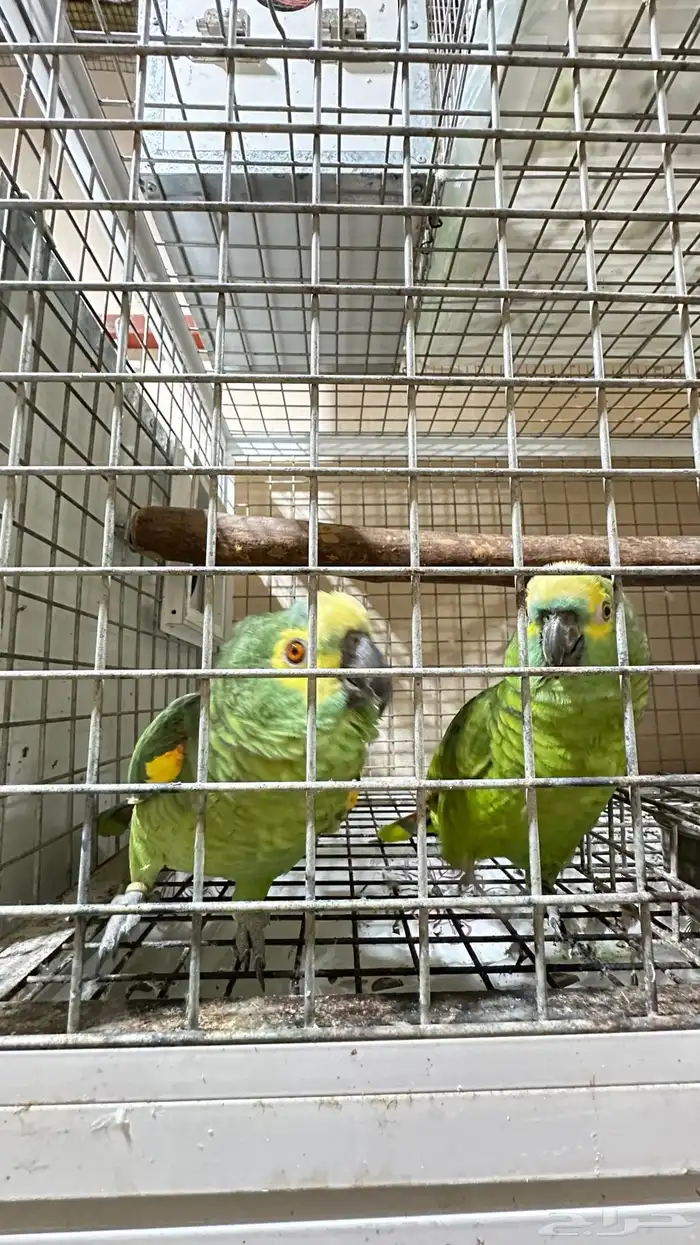 تم البيع زوج امازوني 4