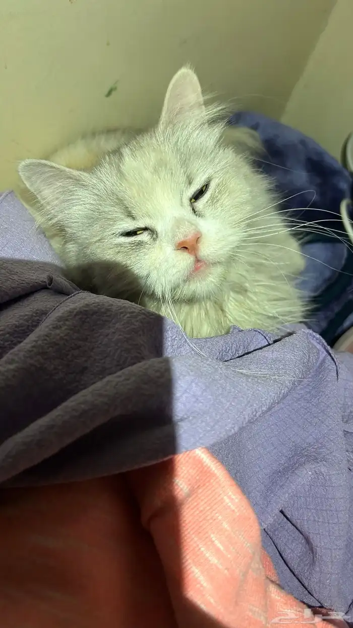 قطه ضايعه او هاربه او رامينها 0