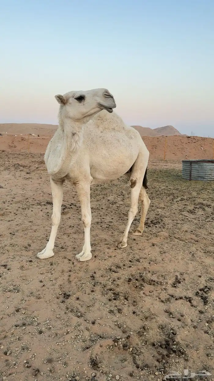 ضروبه شاف شبب ناقه طيبه وشرط من جميع العذاريب وبذمه 2