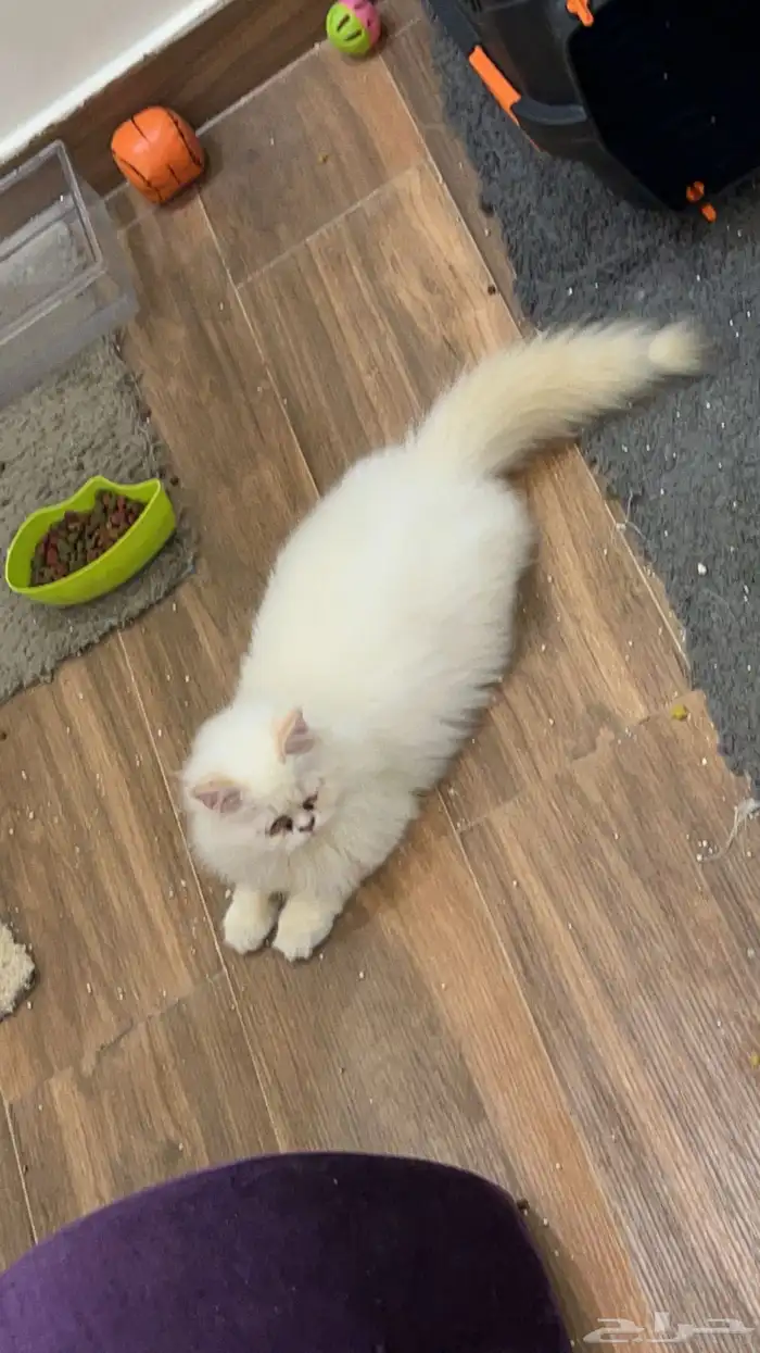 قطط شيرازية للتبني 1