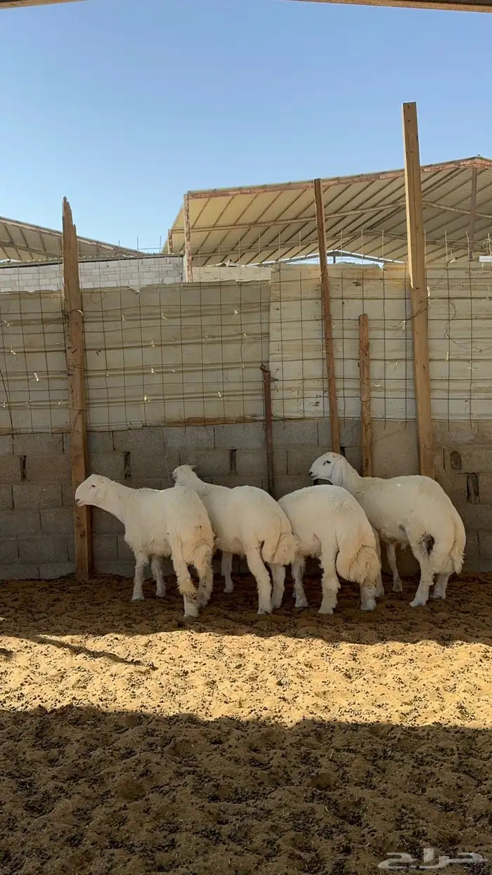 خرفان حريات جبره 0