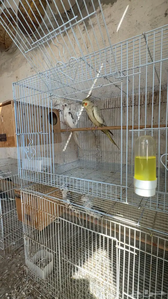 ازواج كروان 0