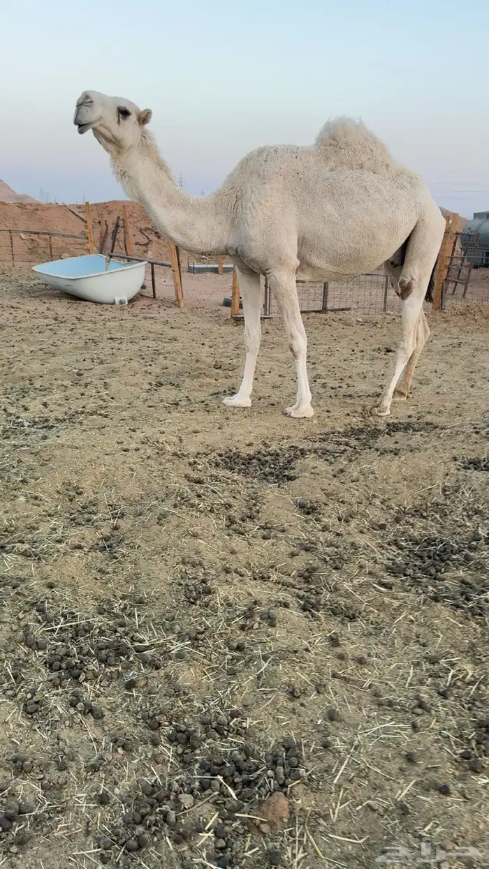 ضروبه شاف شبب ناقه طيبه وشرط من جميع العذاريب وبذمه 0