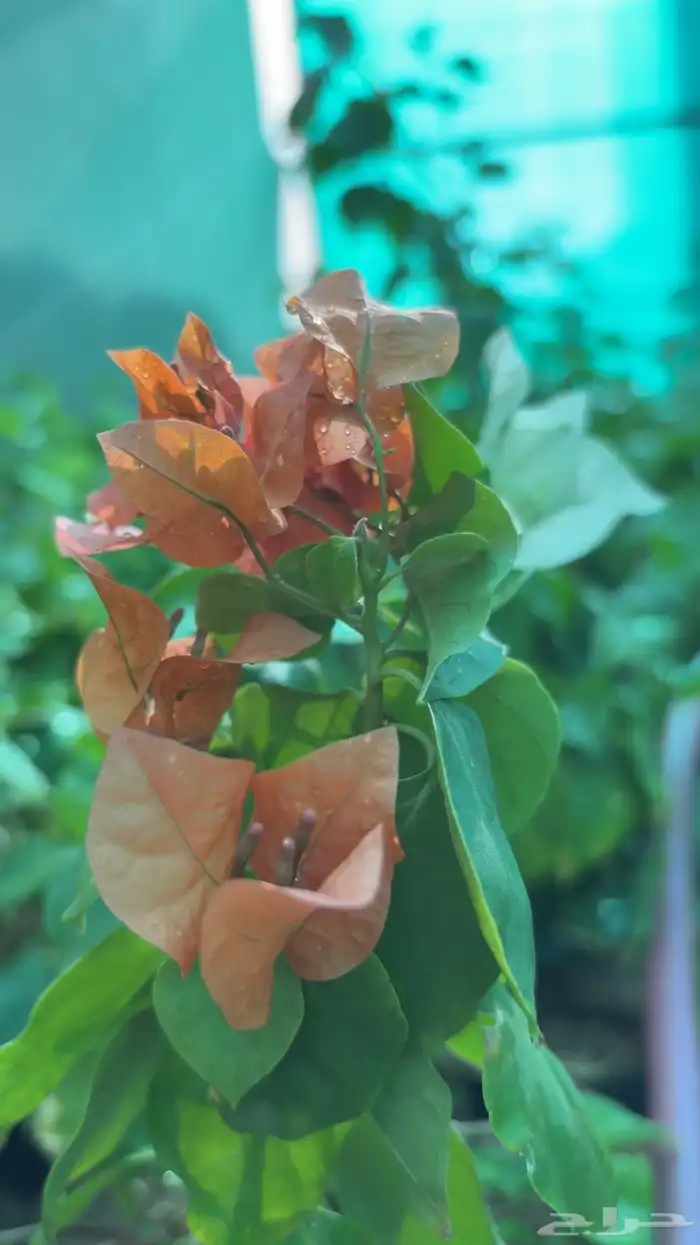 شتلات للبيع 5