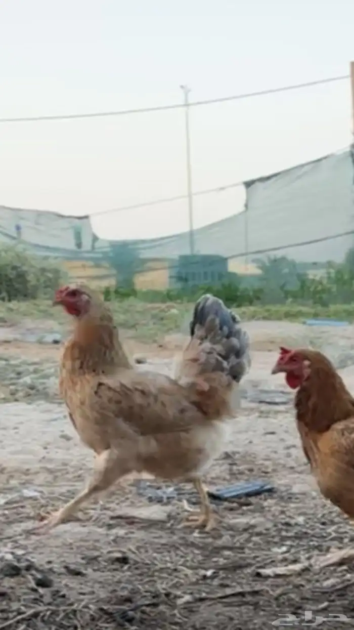 دجاج بارهم وشرط الصحة والبيض 1