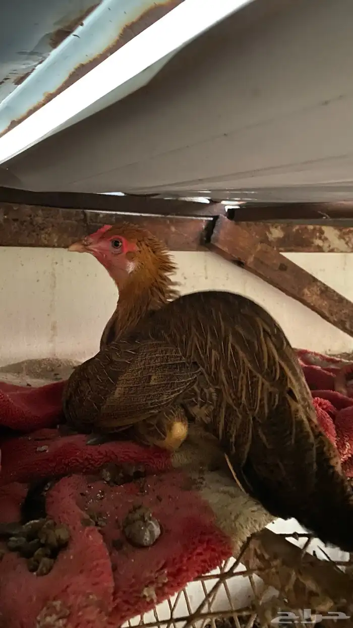 دجاج للبيع 8