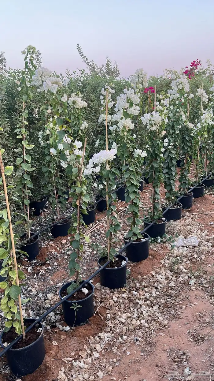 جهنمية اشجار زينه وشوكيه 8