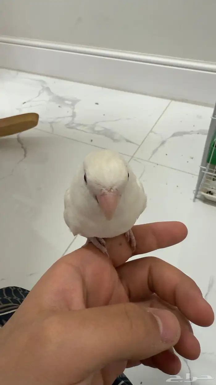 روز البينو 0