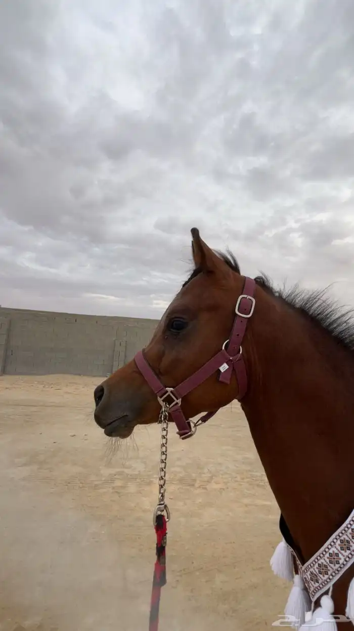 حصان واهو كوميت  منوة الجاني 3