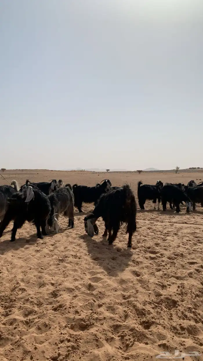 للبيع معزا 30دفيع 0