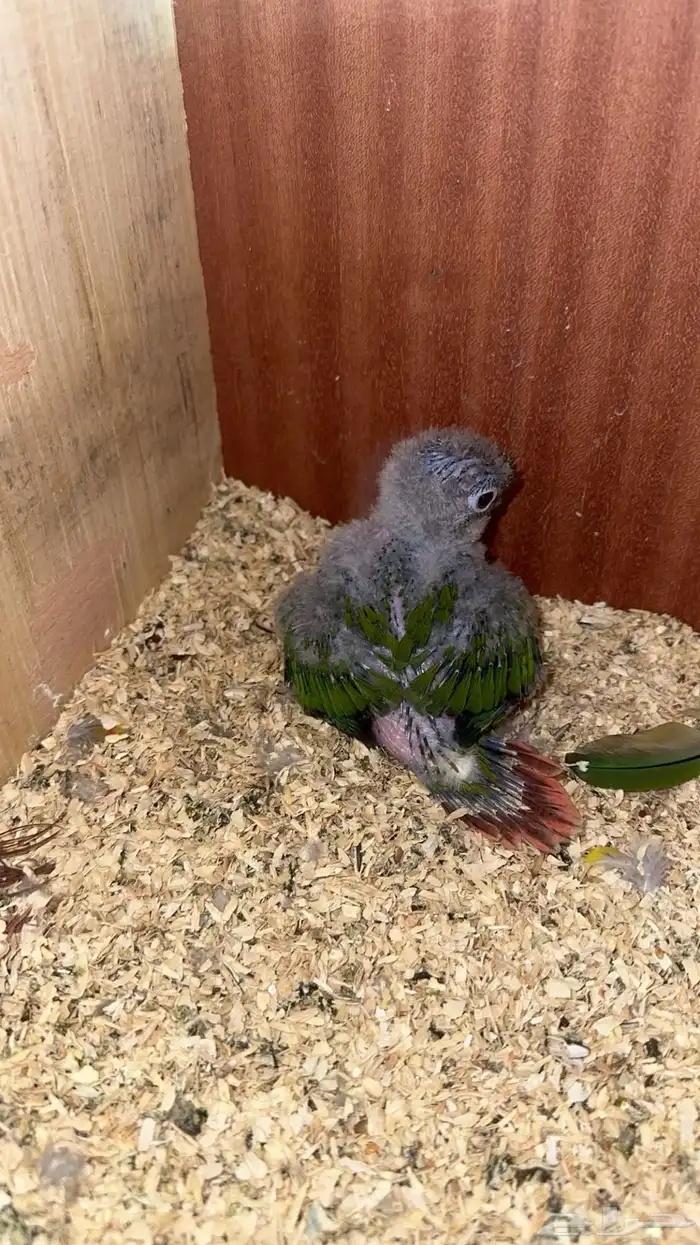 فرخ كنيور يلو سايد 1