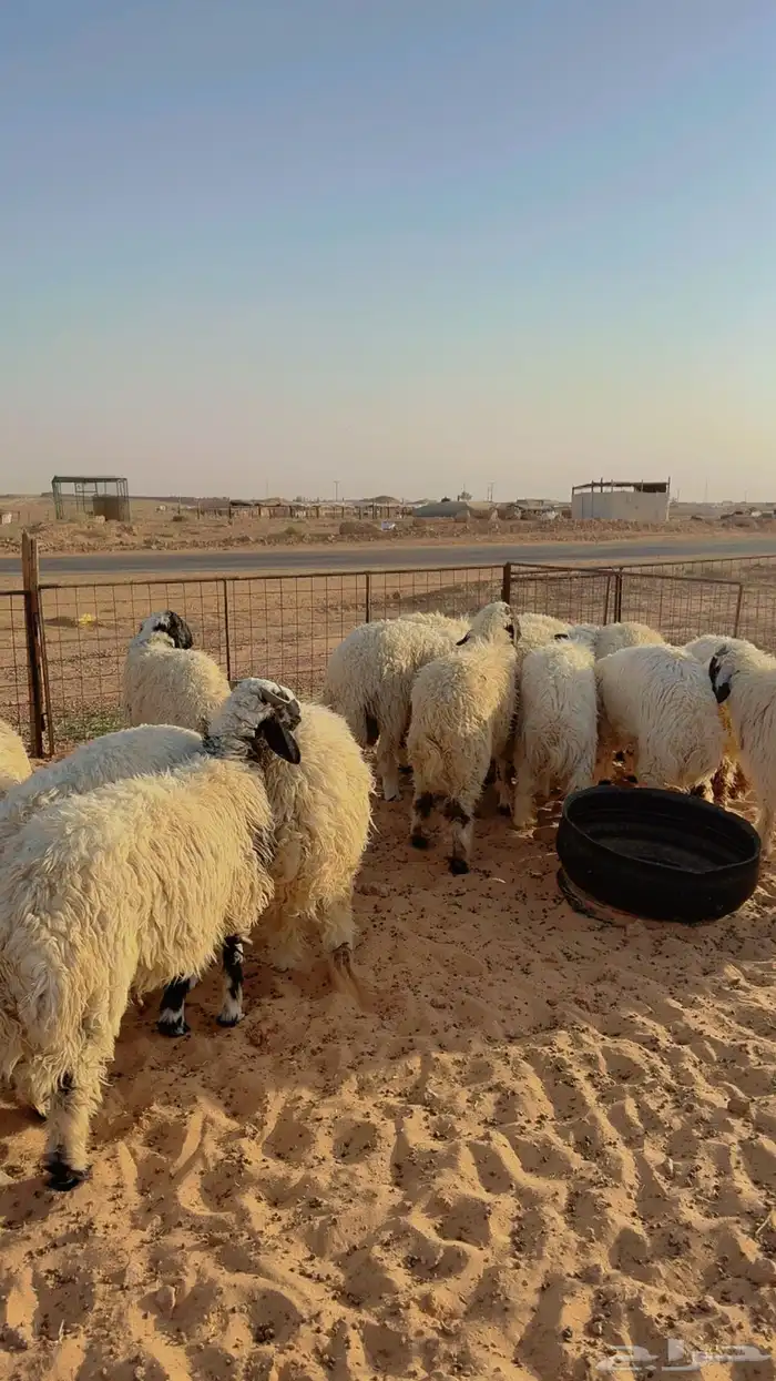 ذبائح نعيم حري هجين نجد ساكني تابي وتمارا( بريدة) 6