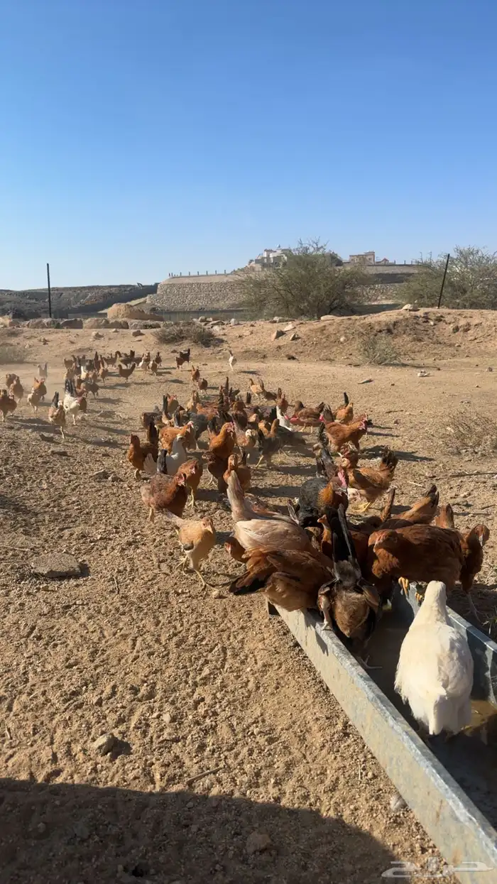 فروخ دجاج بلدي وفرنسي العدد 140 العمر قريب ثلاثه شهور 2