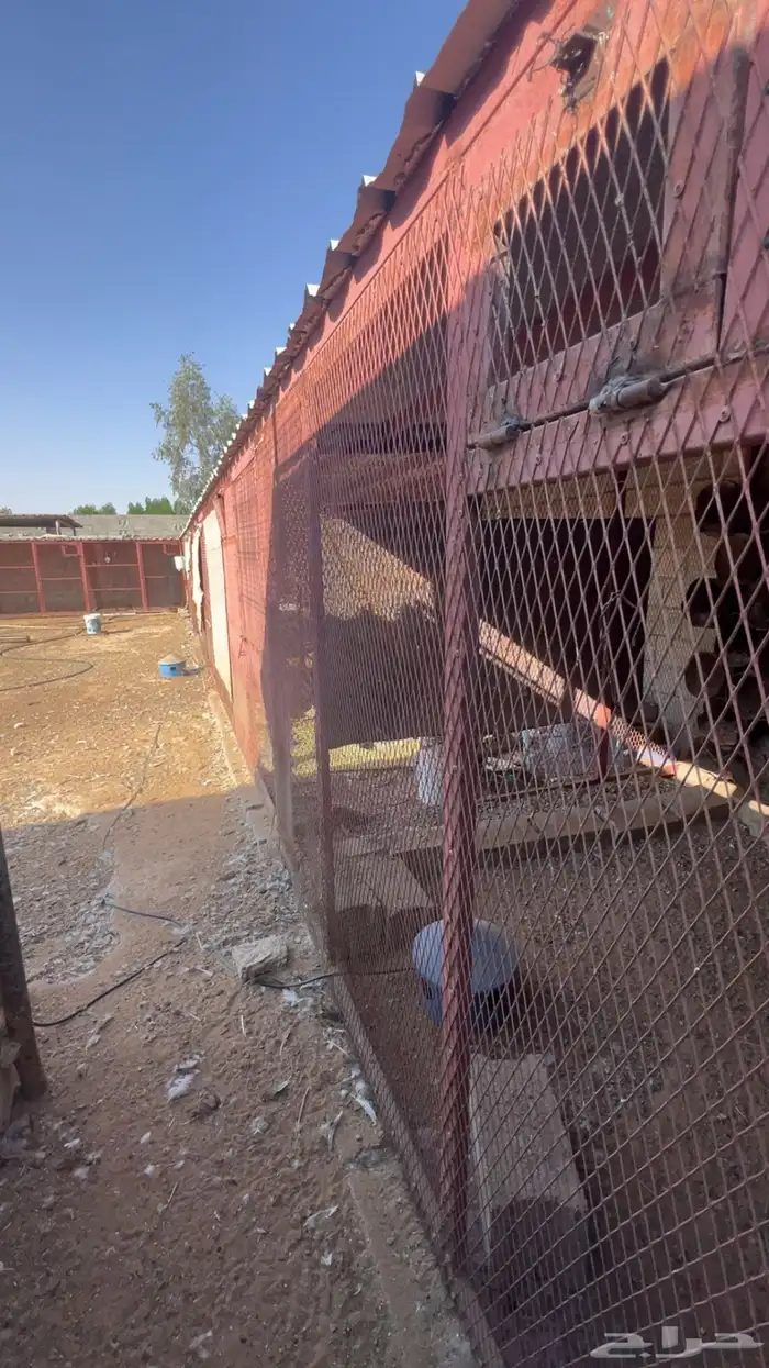 حوش حمام دجاج للايجار استراحه 6