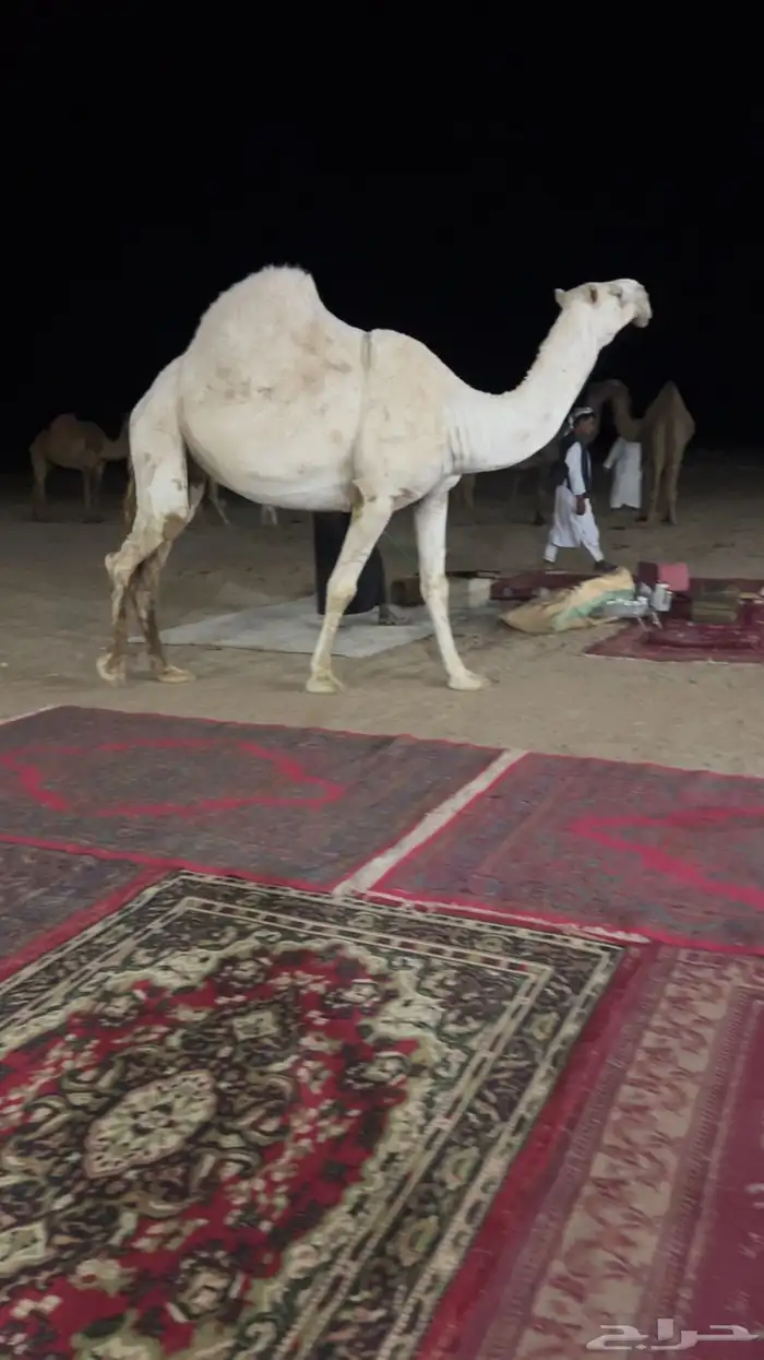 ضريبه عفرا 3