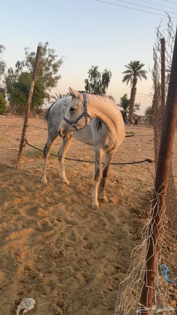 فرس زرقاء للبيع 1