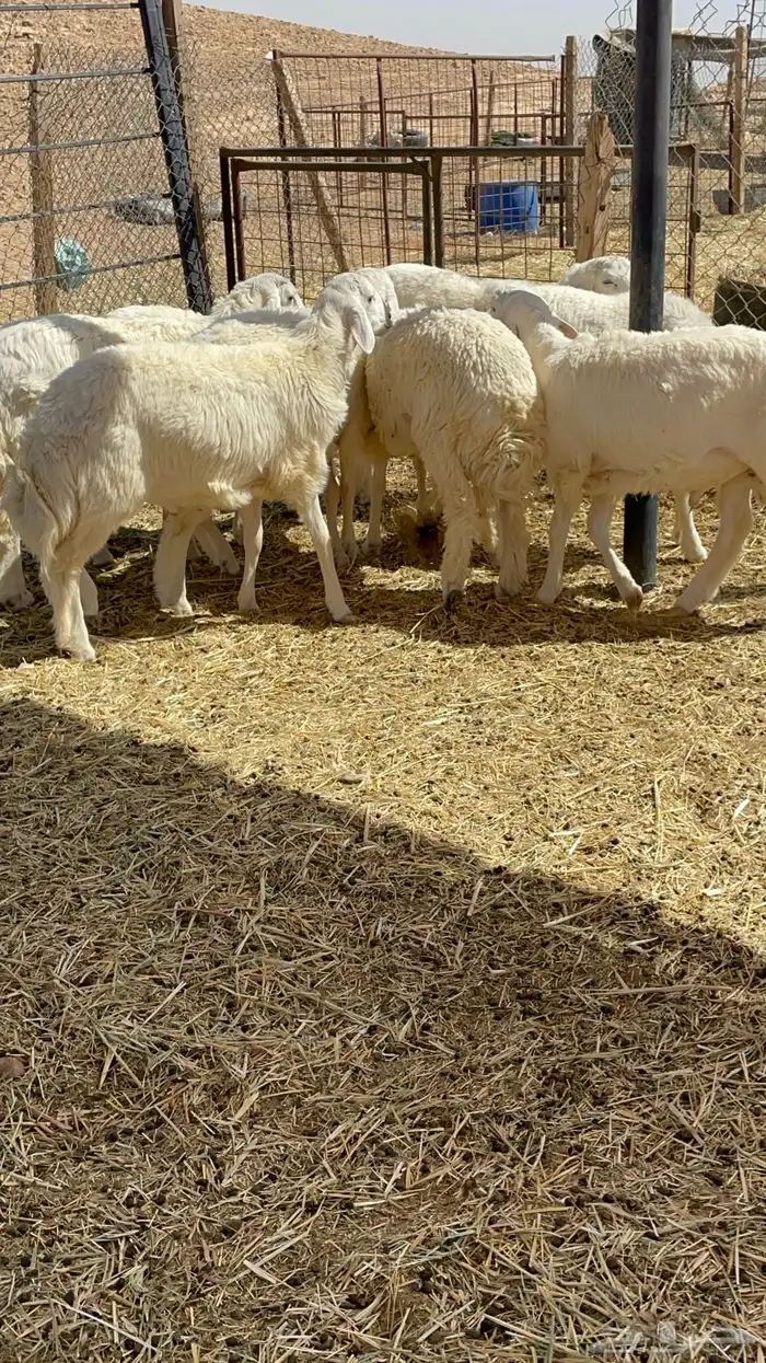 طليان ذبايح حريات 15