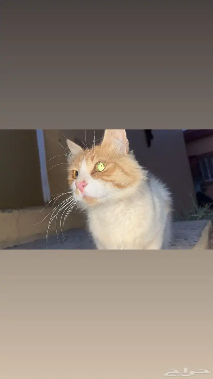 قطه للبيع ابها رقم التواصل 1