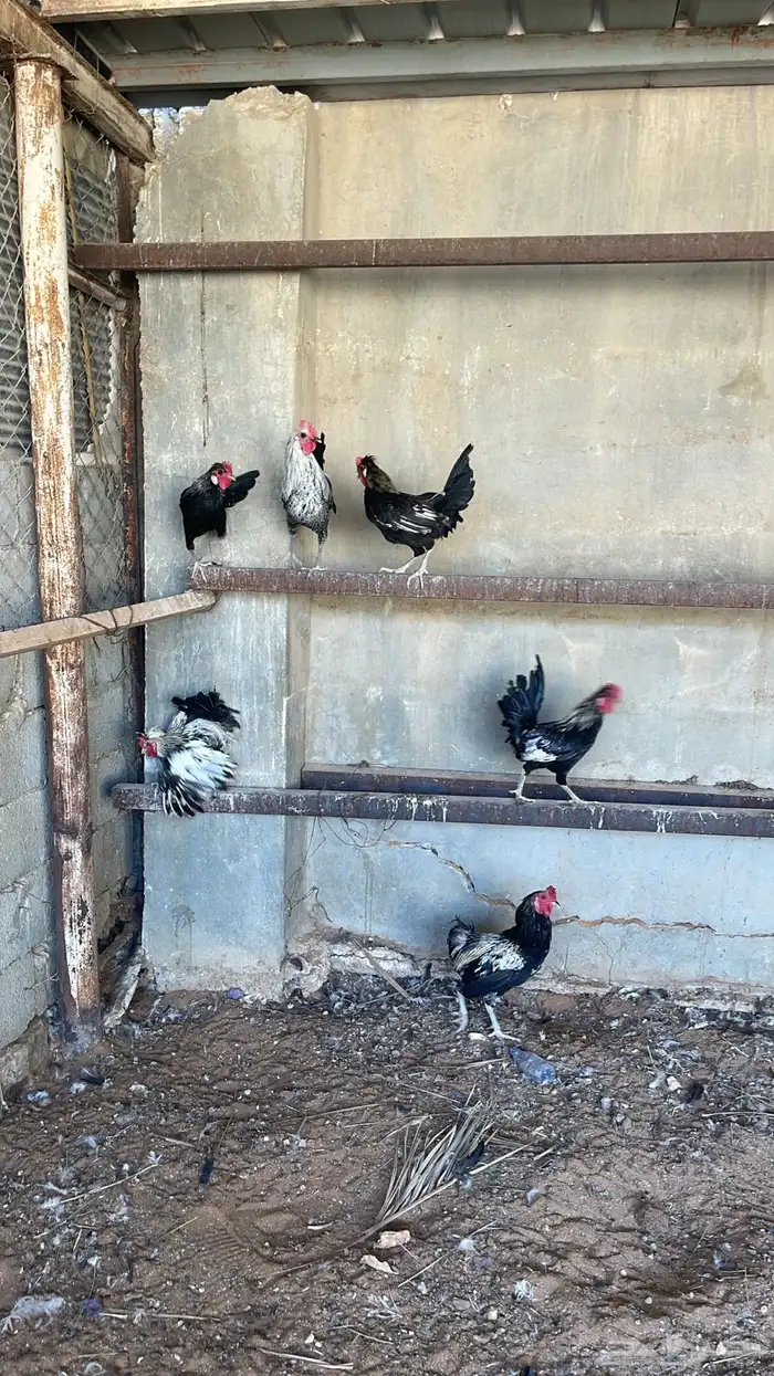 ديوك العدد 6 العمر تقريبن 5 او 6 شهور البيع سمح 0