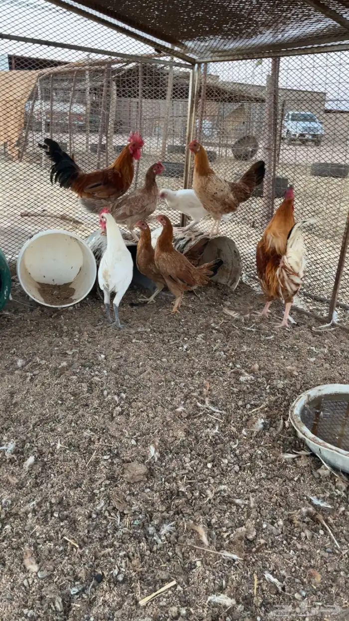 للبيع دجاج 4
