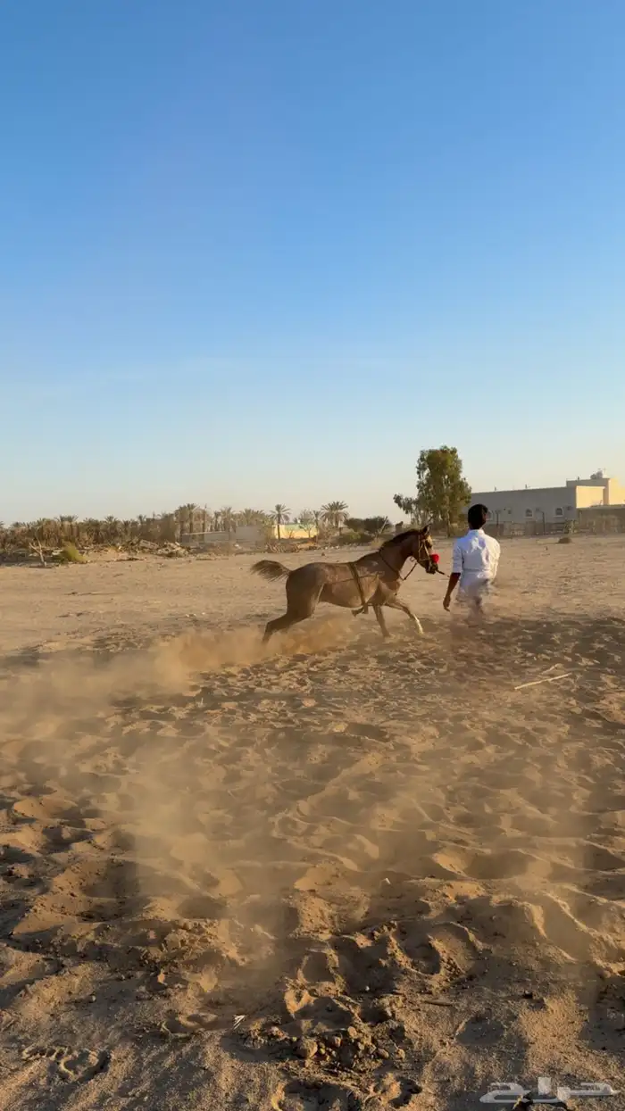 مهر شعبي كفو سبوق 3