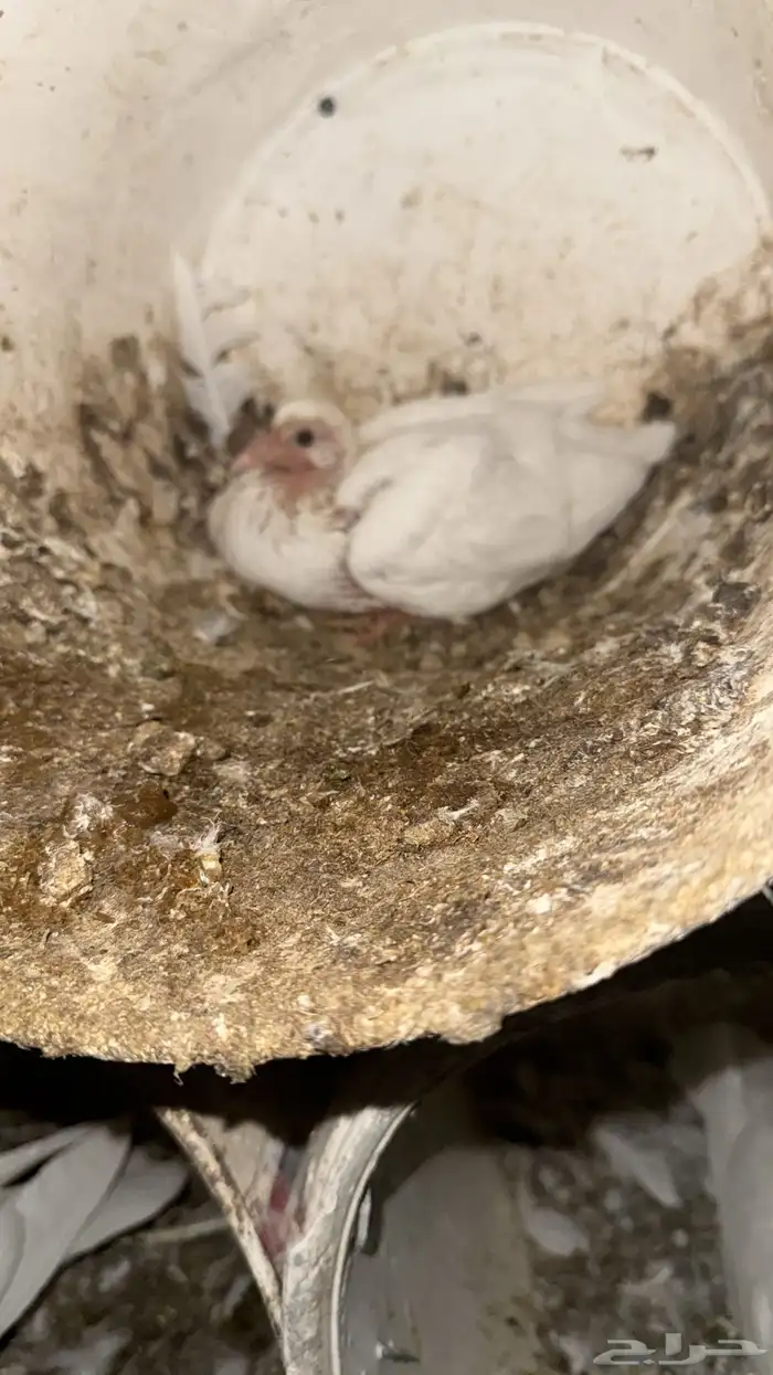 زعاليل فرنسي طيبه 1