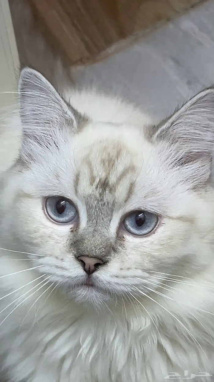 قطه للبيع شرازي 0