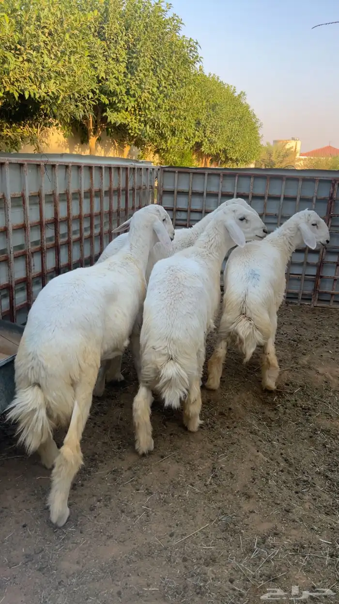 طليان حريه اربعه طيبه خمسه الا سته شهور 0