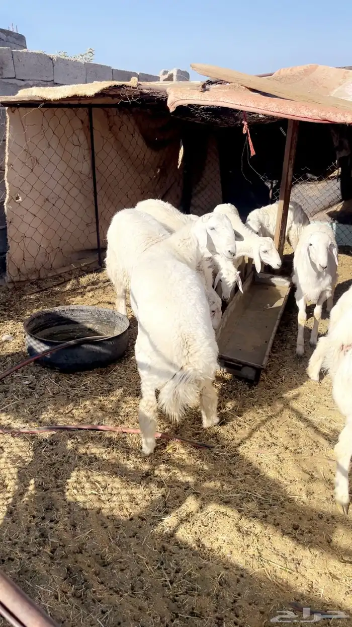 طليان حريه فاخره على الشرط 2