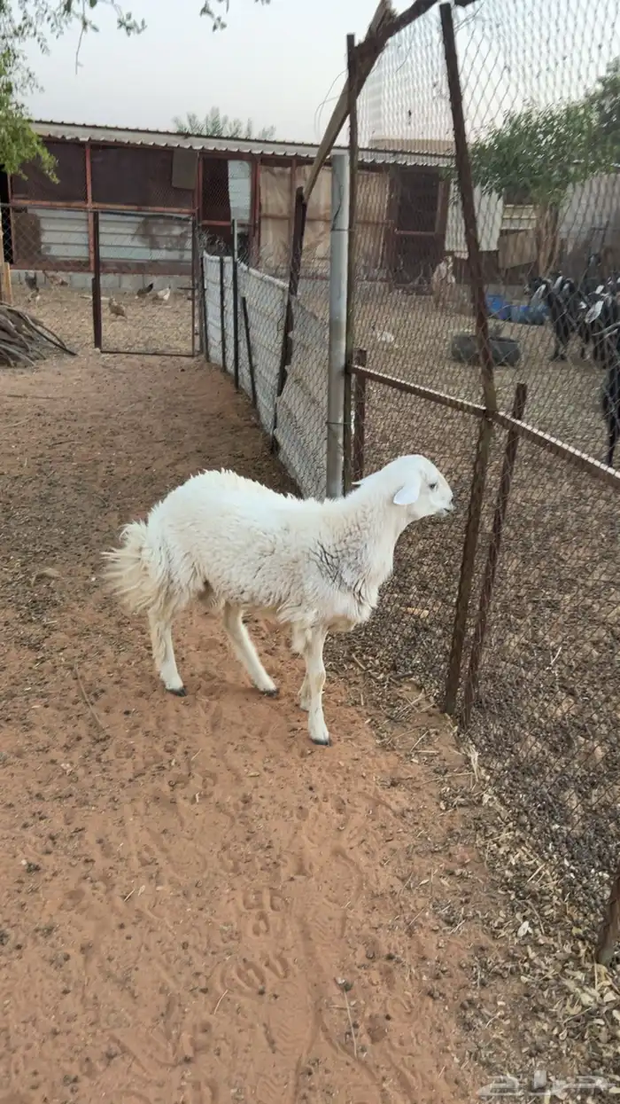 خروف جذع 6