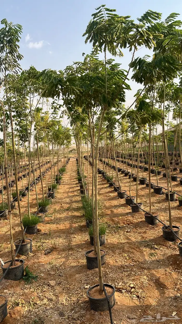 جهنمية اشجار زينه وشوكيه 15