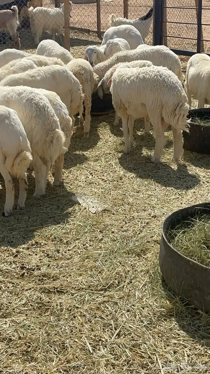 طليان ذبايح حريات 11