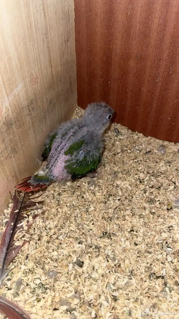 فرخ كنيور يلو سايد 0