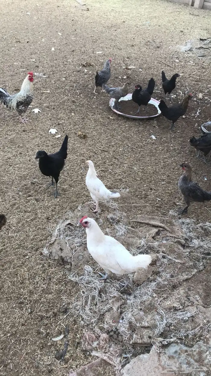 دجاج بلدي بياض 0
