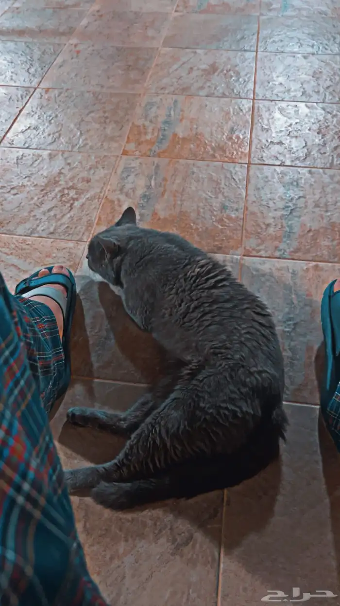 قط ذكر للتبني 2