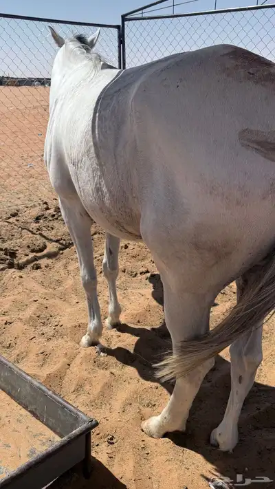 حصان للبيع index