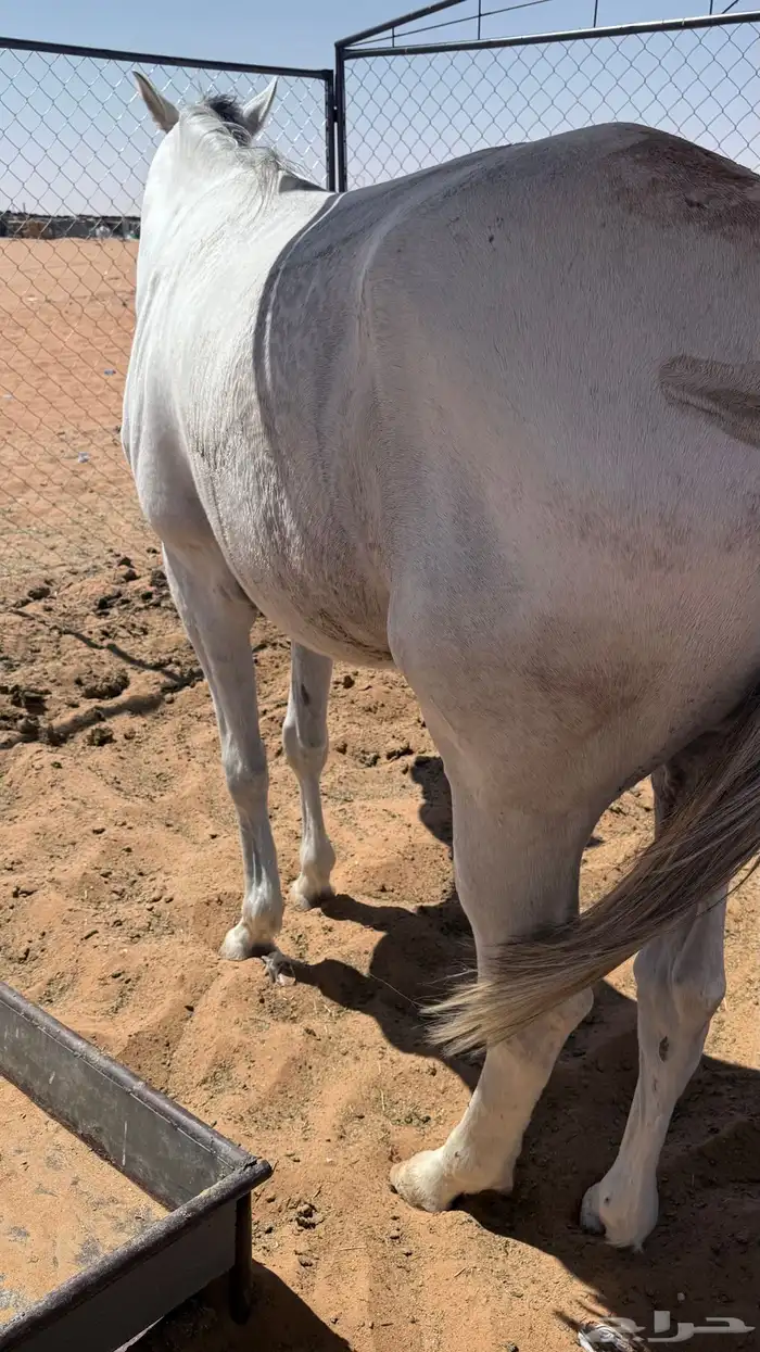 حصان للبيع 2