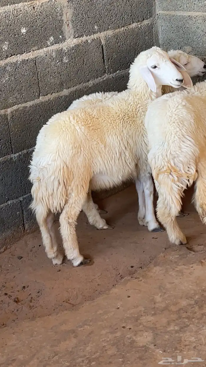 رخال حريات 1