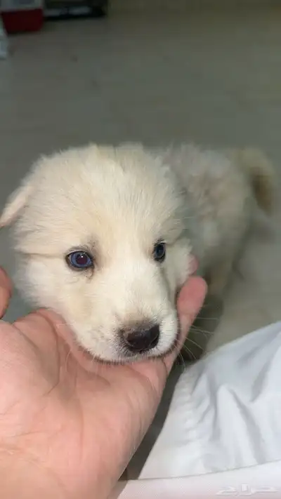 ذكر هاسكي ابيض بيور index