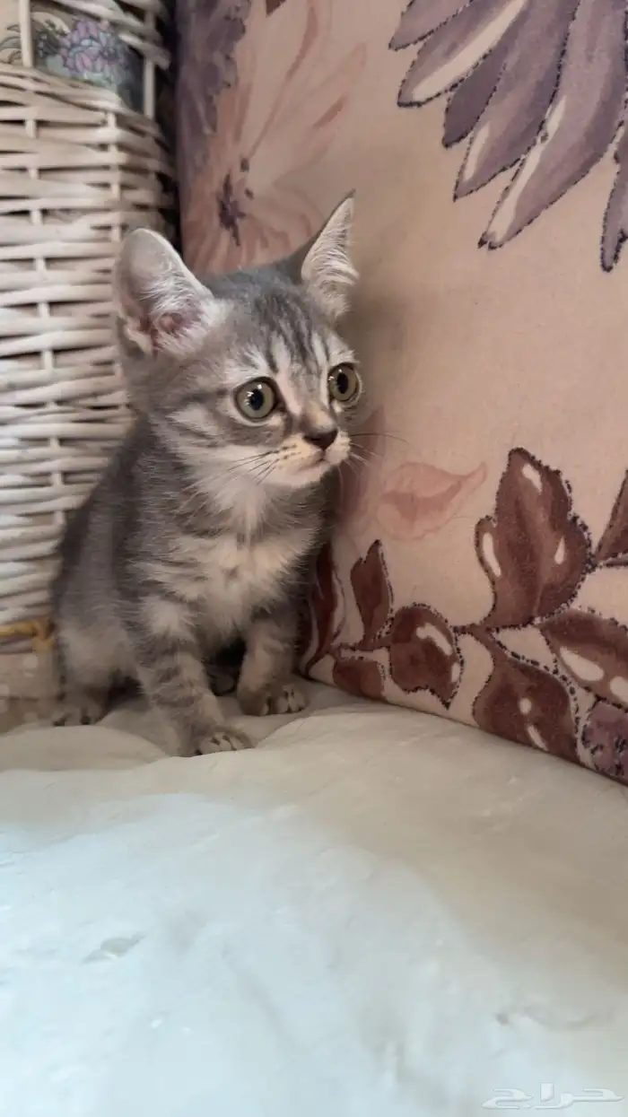 قطط للتبني 5