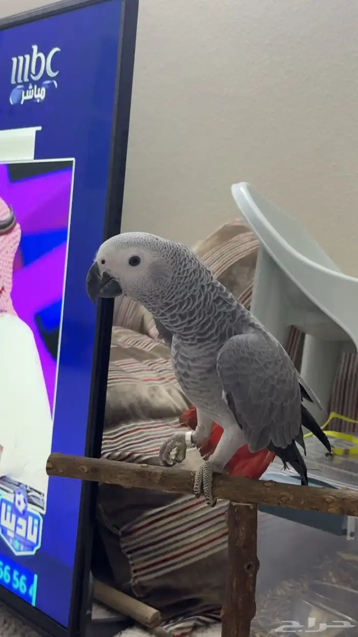 فرخ كاسكو متكلم 5