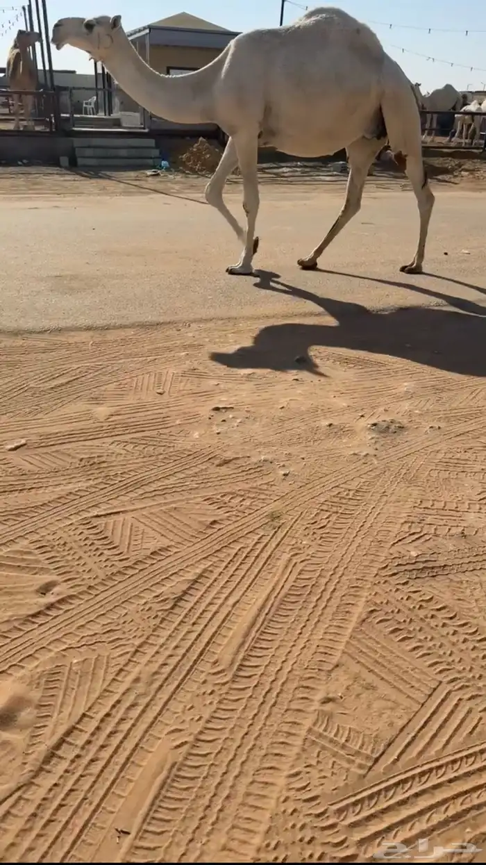 لقحه له فوق 8 شهور عل باتلي كفوو سليمه من جميع العذريب 5